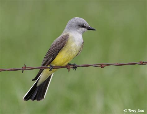 a grey bird with a yellow belly, dark grey wings that fade into a black and white tail.